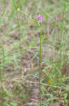 Purple milkwort